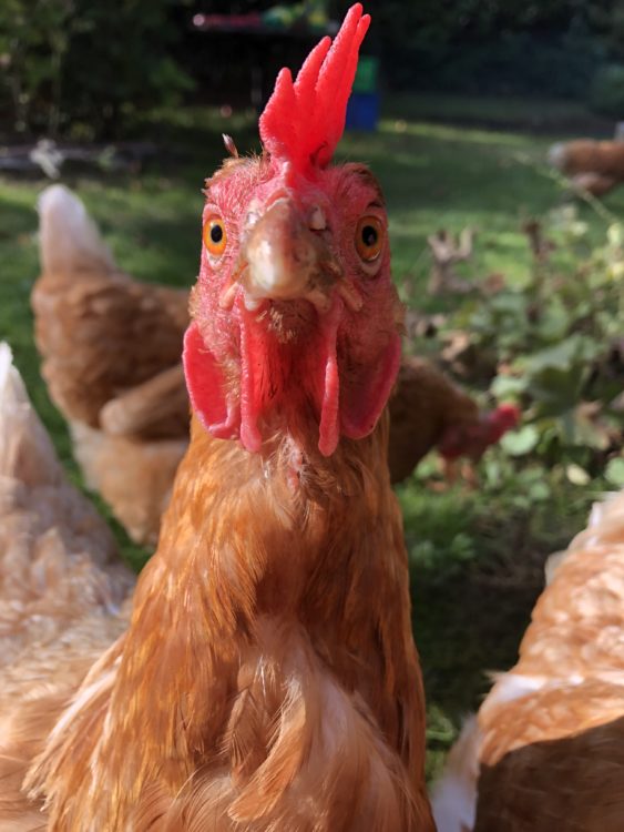 Tierarzt Cathrine Sanders